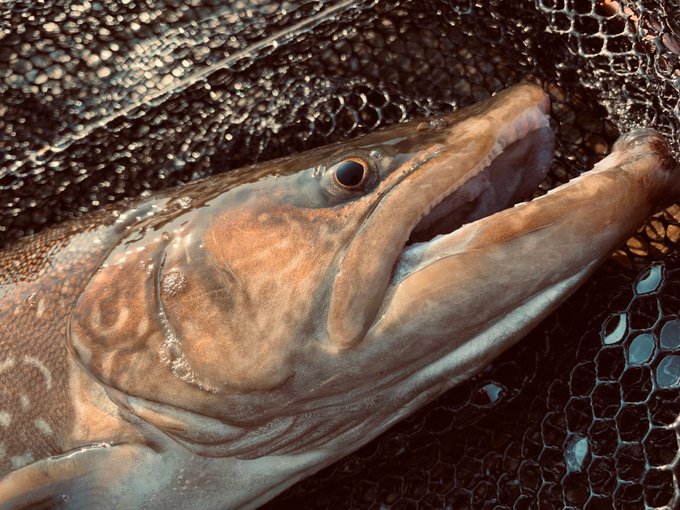 タイガートラウトのtwitterイラスト検索結果