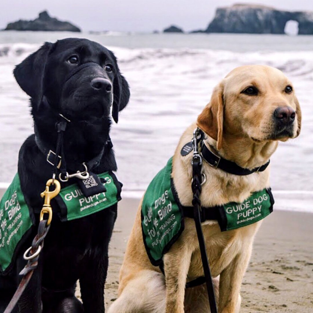 PetsAddLife's tweet photo. Guide dogs have been around since the 79 A.D., when paintings of guide dogs were recovered at the excavations in Pompeii. Now that’s a good boy with some history! #GuideDogsDay
📸: https://t.co/y53viw5s94 https://t.co/DpxFNRdDXU