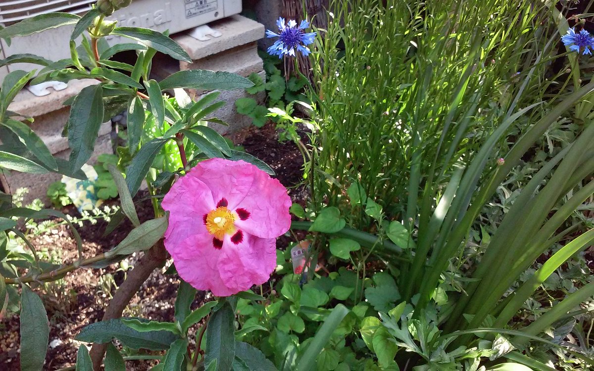 Stella Meravigliosa シスタス プルプレウス Cistus Purpureus 咲いた 去年の夏に植えた苗木 期待以上に美しい