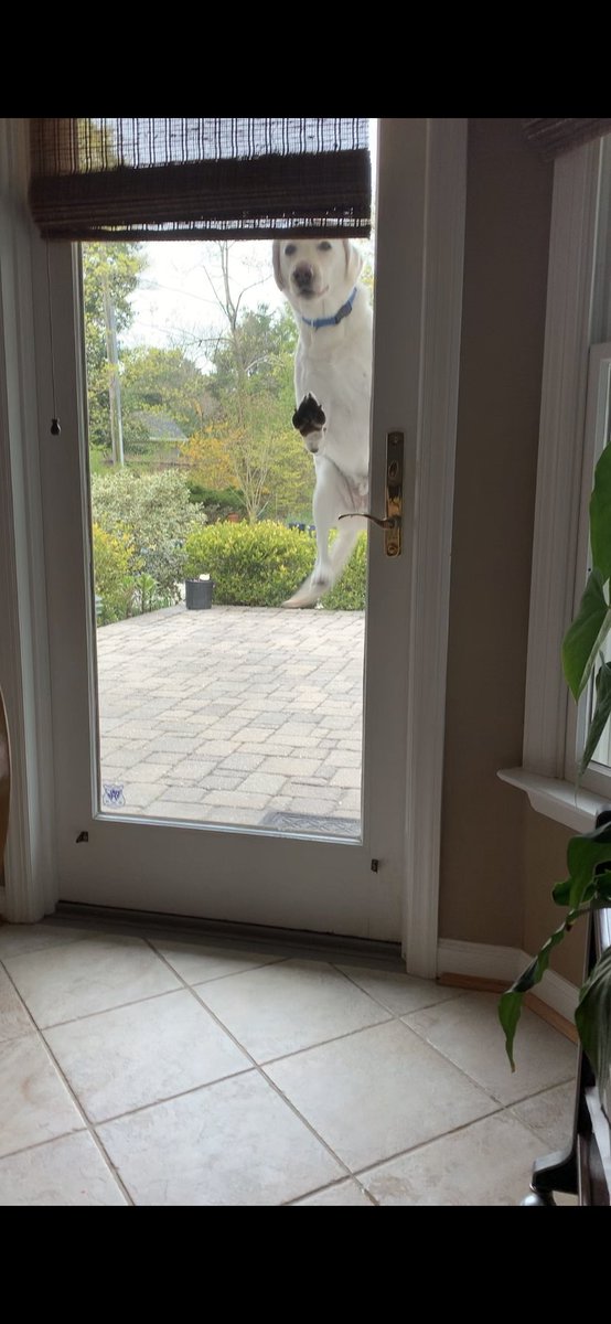 audzam's tweet photo. My dog trying to get let into the house looks a lot like me trying to get let out of quarantine. https://t.co/WyGRT1MVKO