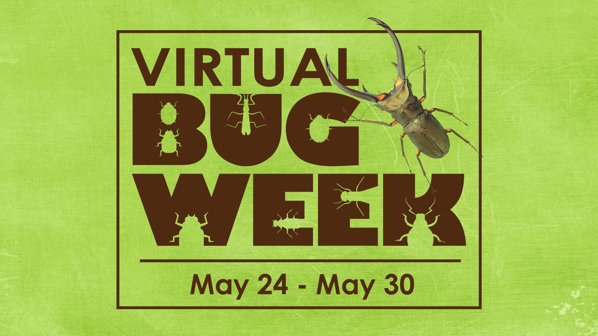 The_Schiele's tweet photo. Out gardening or exploring your backyard? Find any cool bugs?! Virtual Bug Week coming May 24th - 30th! #BugWeek #SchieleMuseum https://t.co/thuuGsXC5z