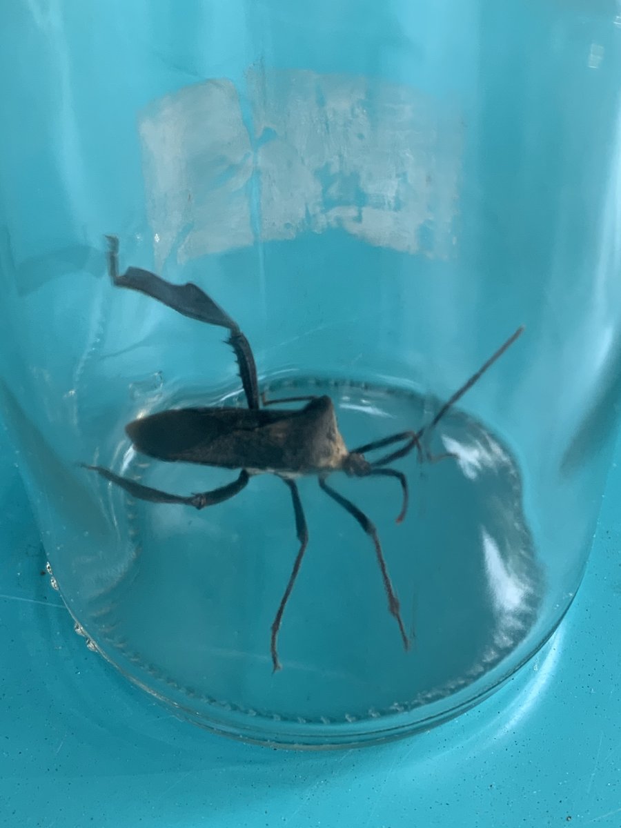 The_Schiele's tweet photo. Out gardening or exploring your backyard? Find any cool bugs?! Virtual Bug Week coming May 24th - 30th! #BugWeek #SchieleMuseum https://t.co/thuuGsXC5z