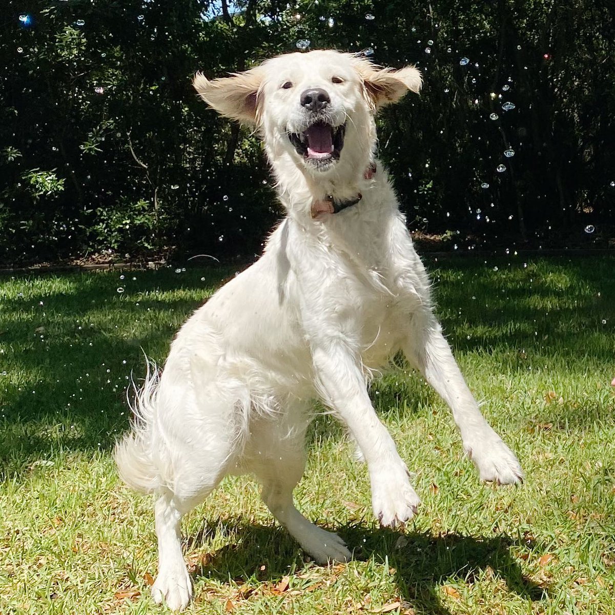 BestATLElectric's tweet photo. This is how excited we are about summer! Who’s with us?! Call us to help you finish those projects so you can enjoy the warmer days ahead just as much as Callie is! 😆🌤 #arcangelelectric #summer #atlantaelectrician #arcangel #forsythelectricians #atlantabuilders #summerproject https://t.co/b3A5TYlQYt