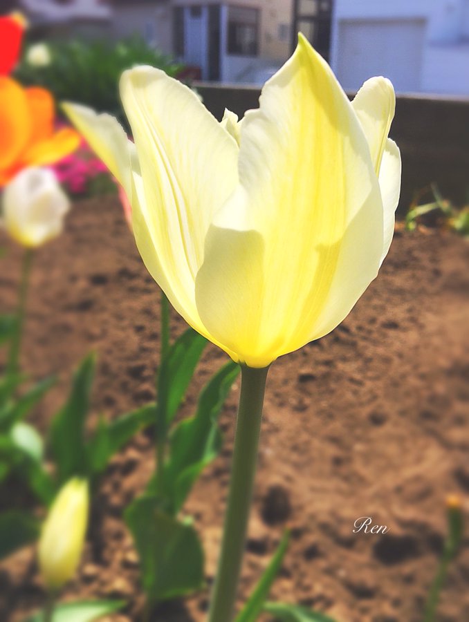 別れを意味する花言葉22選 失恋や儚く悲しい感情を表す花は Lovely