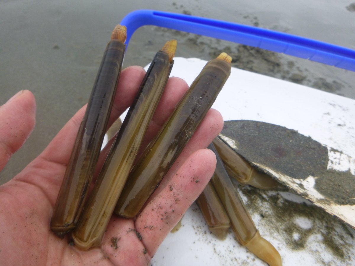 東京でとって食べる生活 Ar Twitter ブログ更新 マテガイは干潟の美味しい遊び相手 T Co Topirpcpva 貝 掘りのシーズンになると むしょうに会いたくなる生き物がおります それはマテガイ 二枚貝の一種なのですが 貝のくせにやたらとアクティブな生き物で