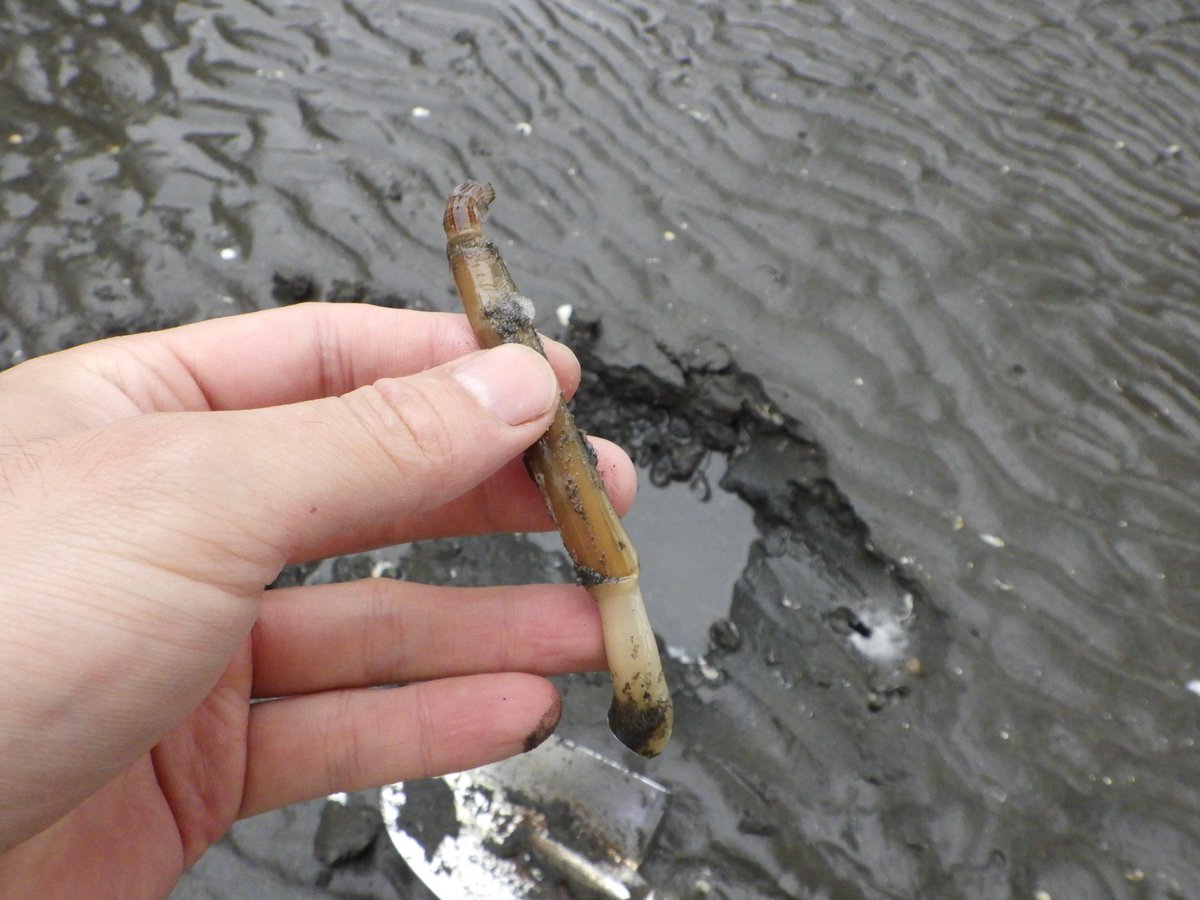 東京でとって食べる生活 Ar Twitter ブログ更新 マテガイは干潟の美味しい遊び相手 T Co Topirpcpva 貝 掘りのシーズンになると むしょうに会いたくなる生き物がおります それはマテガイ 二枚貝の一種なのですが 貝のくせにやたらとアクティブな生き物で