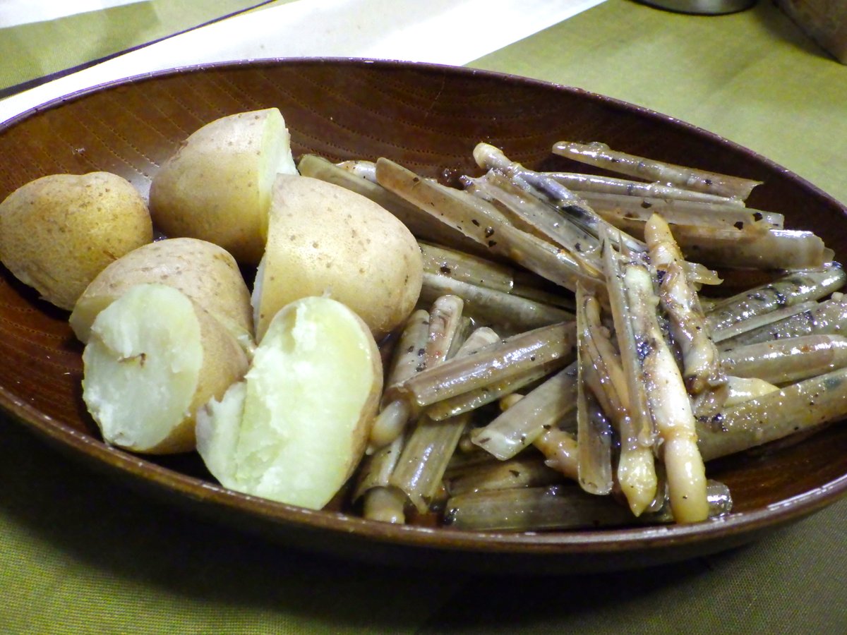 東京でとって食べる生活 Ar Twitter ブログ更新 マテガイは干潟の美味しい遊び相手 T Co Topirpcpva 貝 掘りのシーズンになると むしょうに会いたくなる生き物がおります それはマテガイ 二枚貝の一種なのですが 貝のくせにやたらとアクティブな生き物で