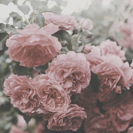 — "𝘸𝘰𝘳𝘳𝘺𝘪𝘯𝘨 𝘢𝘣𝘰𝘶𝘵 𝘮𝘺 𝘣𝘳𝘰𝘵𝘩𝘦𝘳 𝘧𝘪𝘯𝘥𝘪𝘯𝘨 𝘰𝘶𝘵 - 𝘸𝘩𝘦𝘳𝘦'𝘴 𝘵𝘩𝘦 𝘧𝘶𝘯 𝘪𝘯 𝘥𝘰𝘪𝘯𝘨 𝘸𝘩𝘢𝘵 𝘺𝘰𝘶'𝘳𝘦 𝘵𝘰𝘭𝘥?" 

↳ a literate and descriptive portrayal of olivia parker, the rebellious gemini witch. penned by 𝕡𝕠𝕜𝕚. [ mv, au, tvdrp. ]