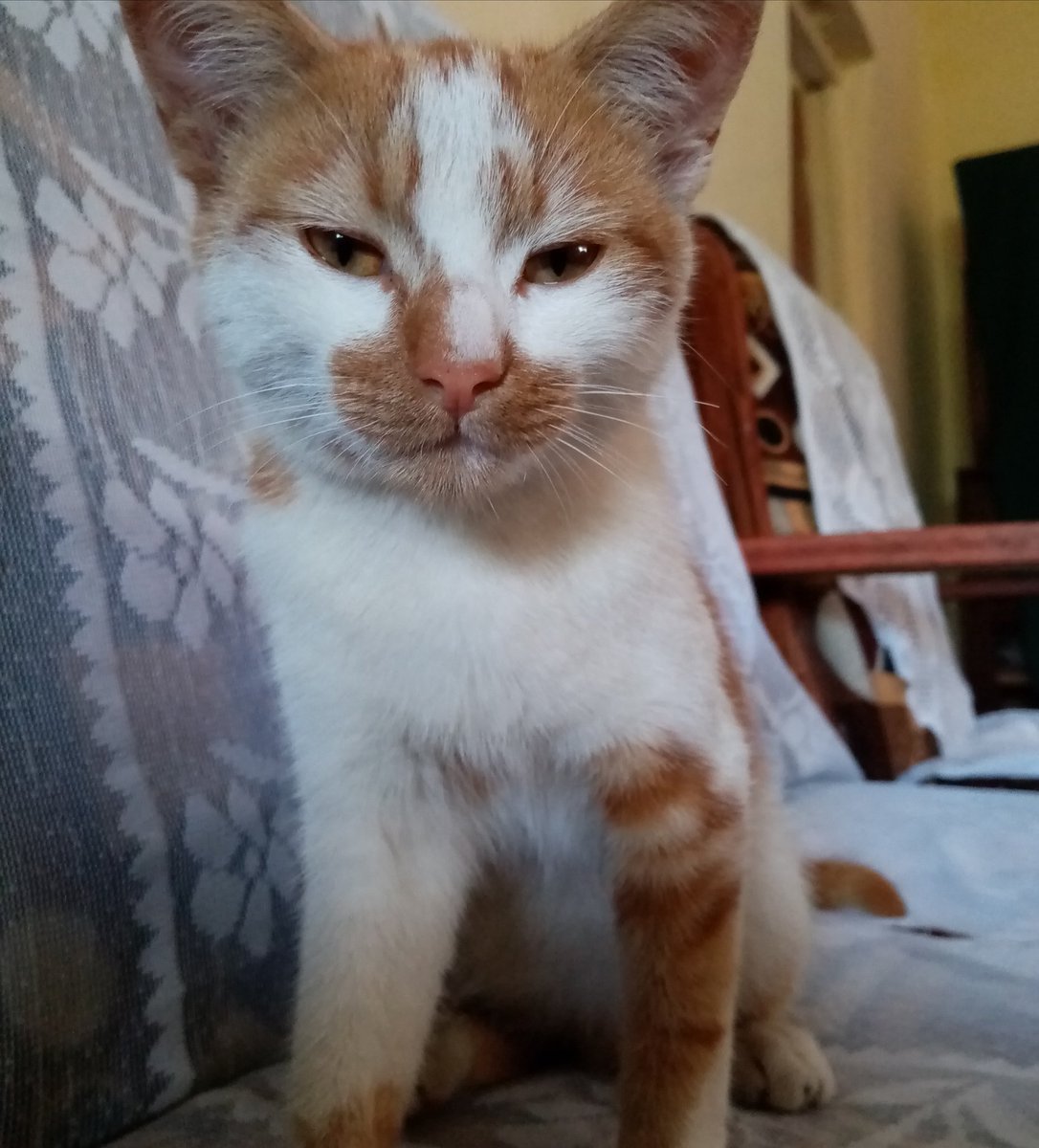 Kenyan King Cat🐈 (cat_kenyan) Twitter