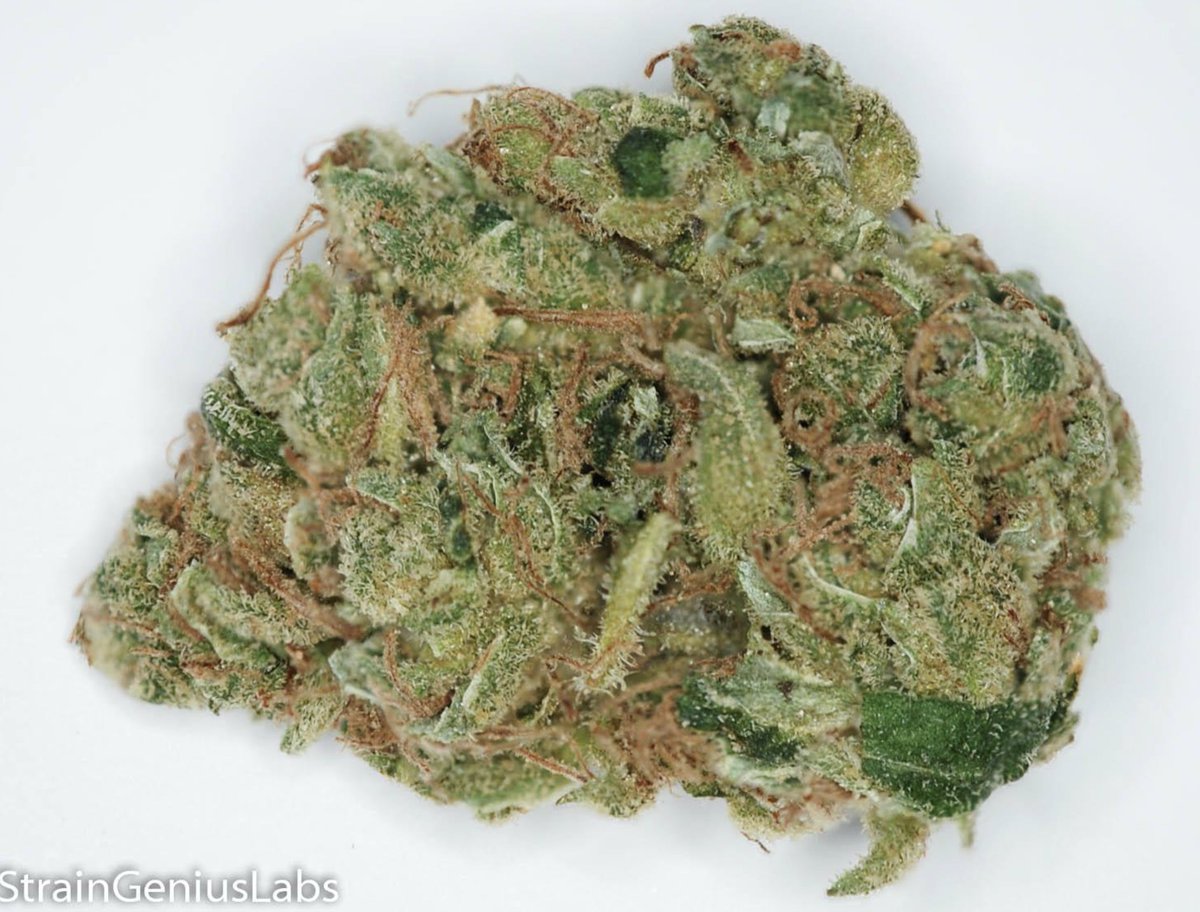 StrainGeniusLab's tweet image. Check out the HEADBAND we tested for Peace Leaf Collective THC: 17.24% CBD: 0.08% CBN: 0.05% #MMJ