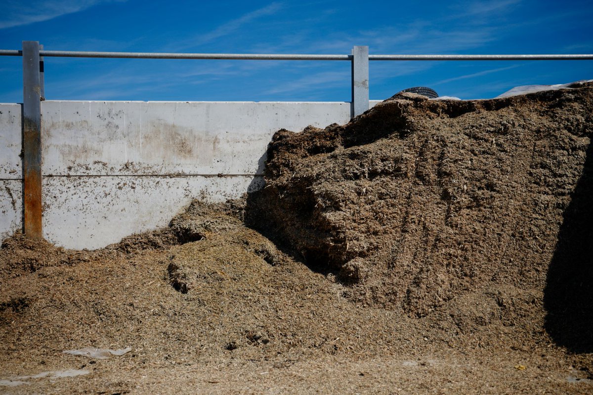AlltechUK's tweet photo. Did you know mycotoxins reduce feed consumption and a cows ability to utilise nutrients effectively? See more here: https://t.co/V7pW1SR27h
#Mycosorb #TeamDairy https://t.co/9tZoDsjS9v