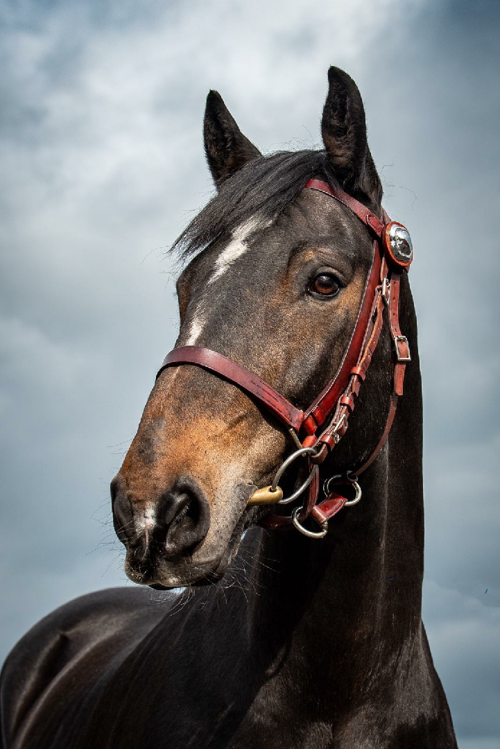 GMP Tactical Mounted Unit tweet media