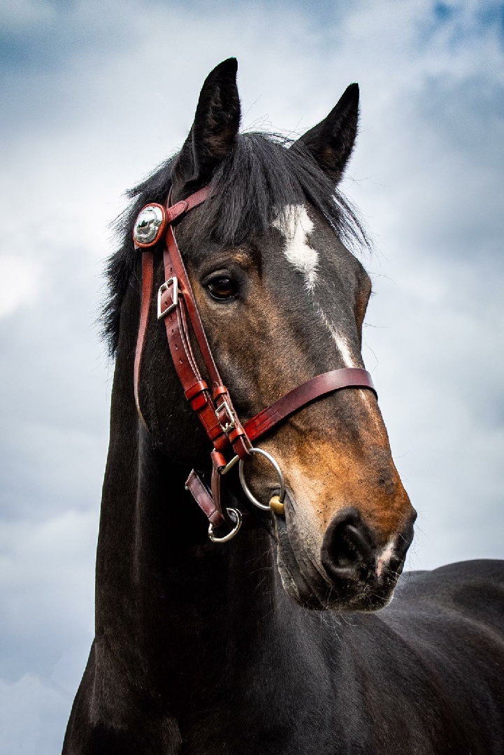 GMP Tactical Mounted Unit tweet media