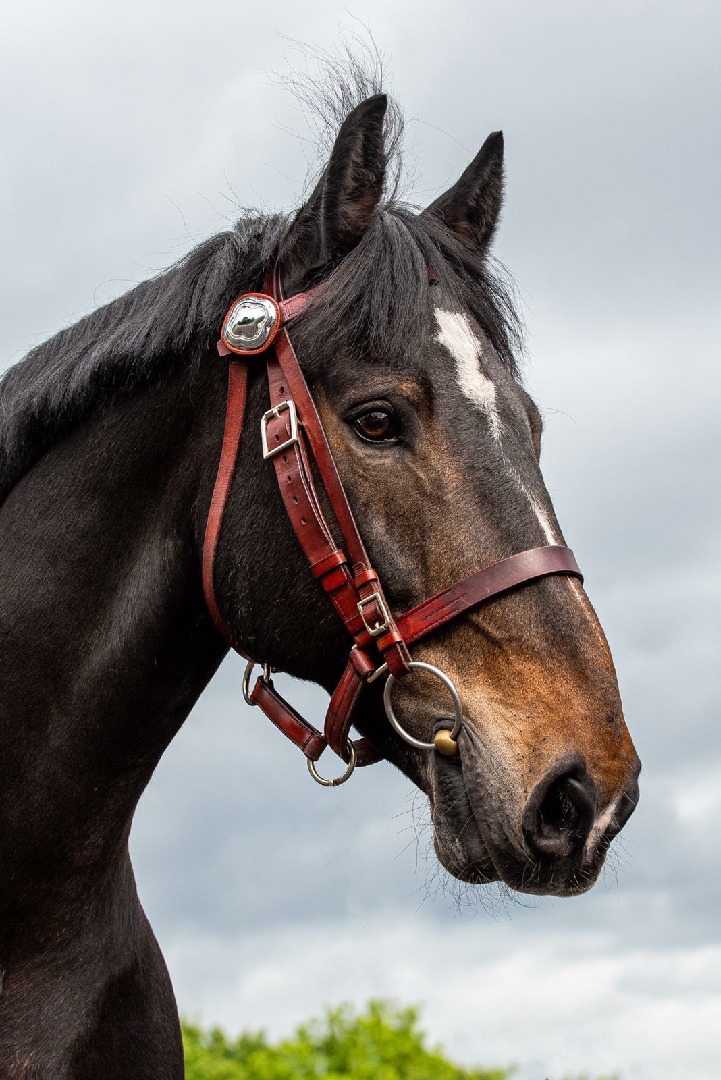 GMP Tactical Mounted Unit tweet media