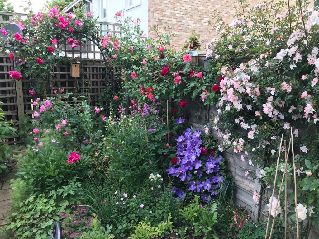 mossposs's tweet photo. My parents garden in London. It’s tiny and the secret to a happy marriage (whilst shielding!) is clearly half flowers (mum) & half veg (dad). Very grateful they have this! #gardening #dadinhisSundayjacket #eveninlockdown https://t.co/r5Ymq5yzi0