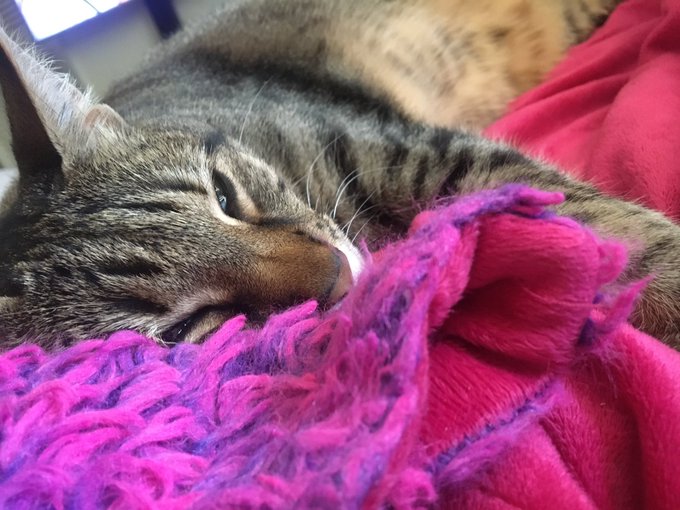 Hey guys i am live on https://t.co/mO2niyaxHf come chat with me while i play ESO!  And heres a pic of