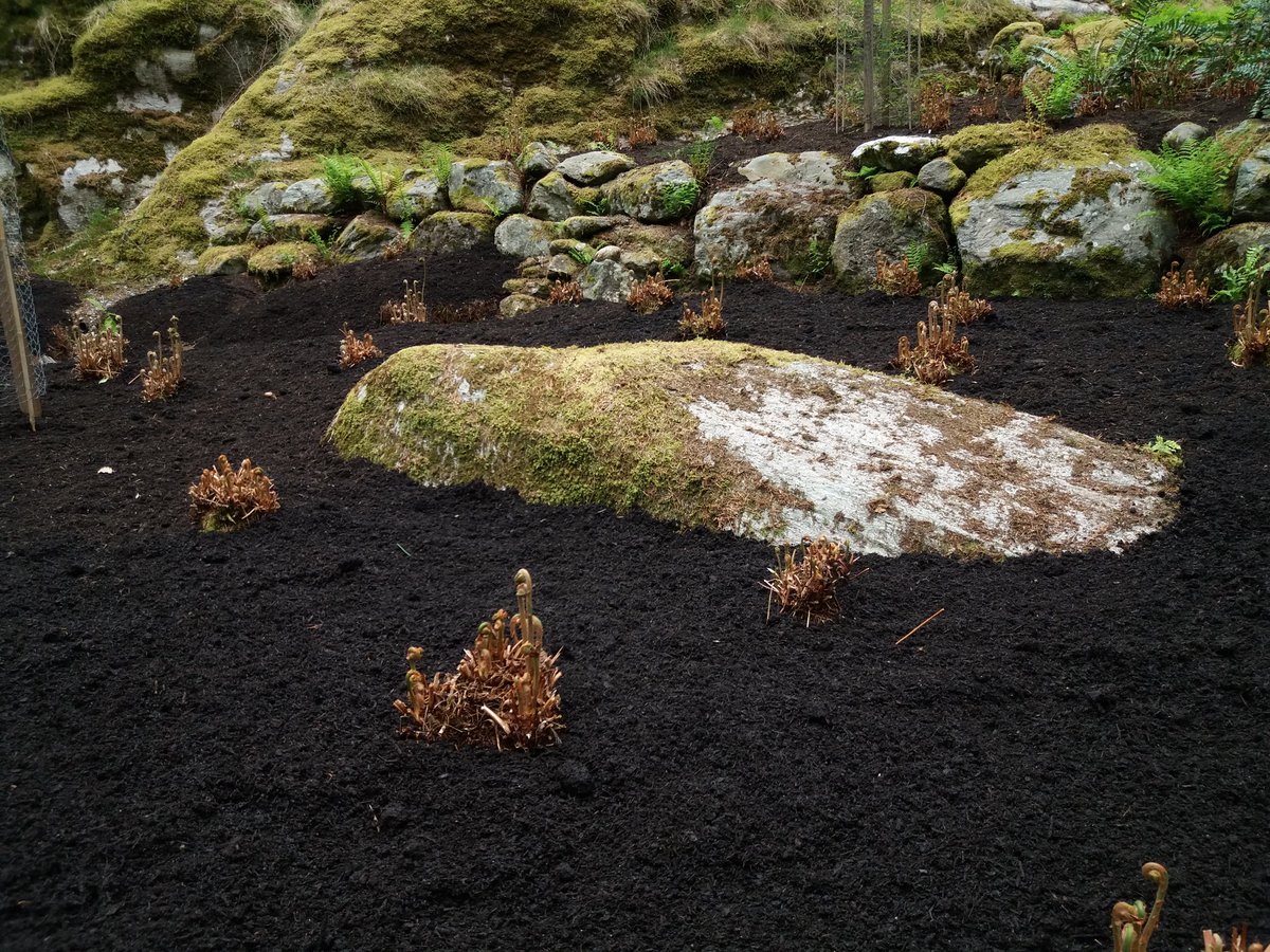 Rouche Moutonnee rising whale-like (not sheep-like) from amongst the freshly mulched Osmunda regalis <a href="/BenmoreBotGdn/">Benmore Botanic Garden</a> <a href="/TheBotanics/">Royal Botanic Garden Edinburgh</a> #rbgehort