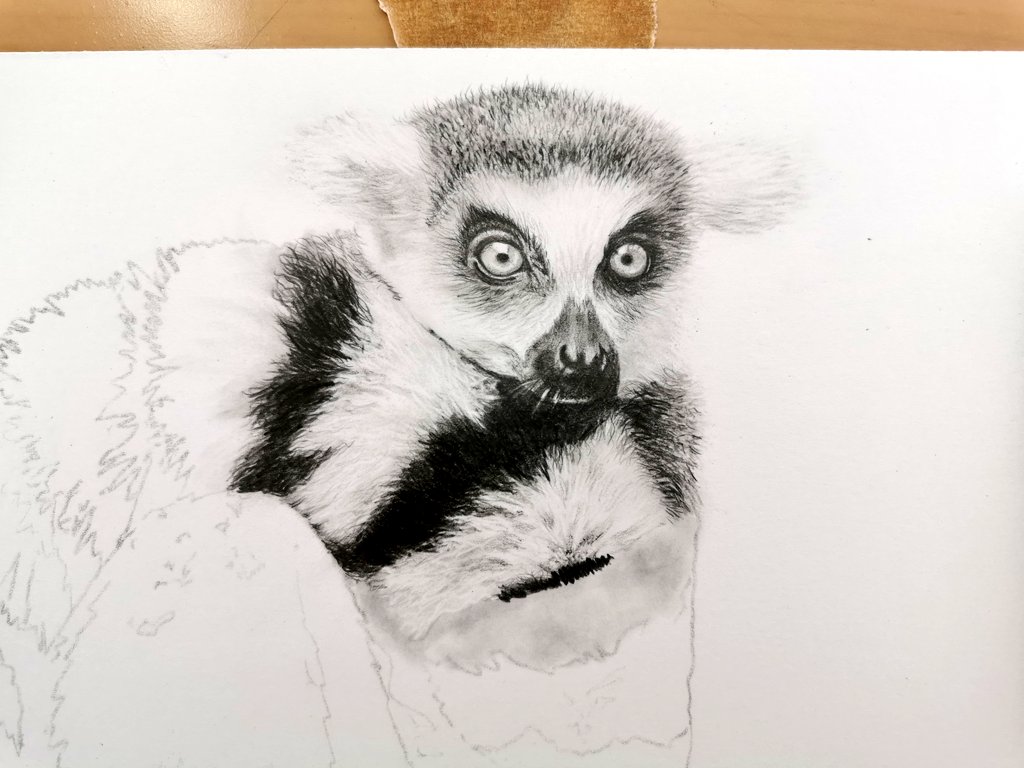 Couldn't resist starting this cutie 😍
.
.
.
#art #artist #artistsontwitter #ThursdayTreat #lemur #drawing #workfromhome #SupportSmallBusinesses