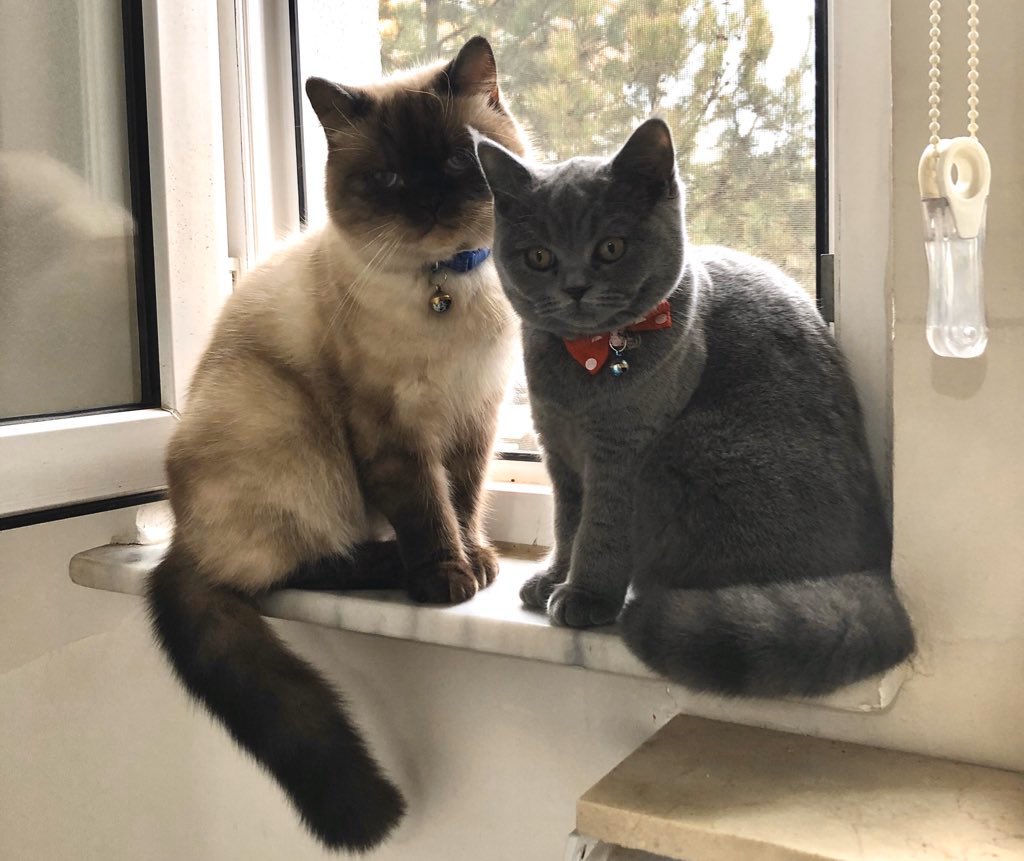 ByrmErgn's tweet photo. Evlatlar 😺 https://t.co/1M3AdmsRzE
