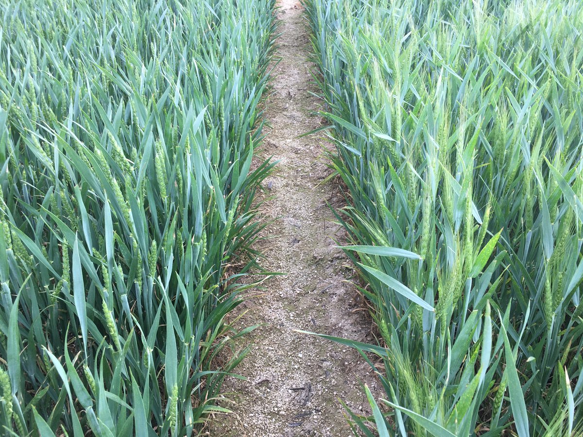Vivescia's tweet photo. #JeudiAgronomie Nos équipes agronomiques suivent de près l’évolution de l’épiaison des #céréales dans les parcelles à quelques semaines de la récolte. 
🔎A vous de reconnaître les espèces sur ces photos🧐 https://t.co/ihGcAEmUsV