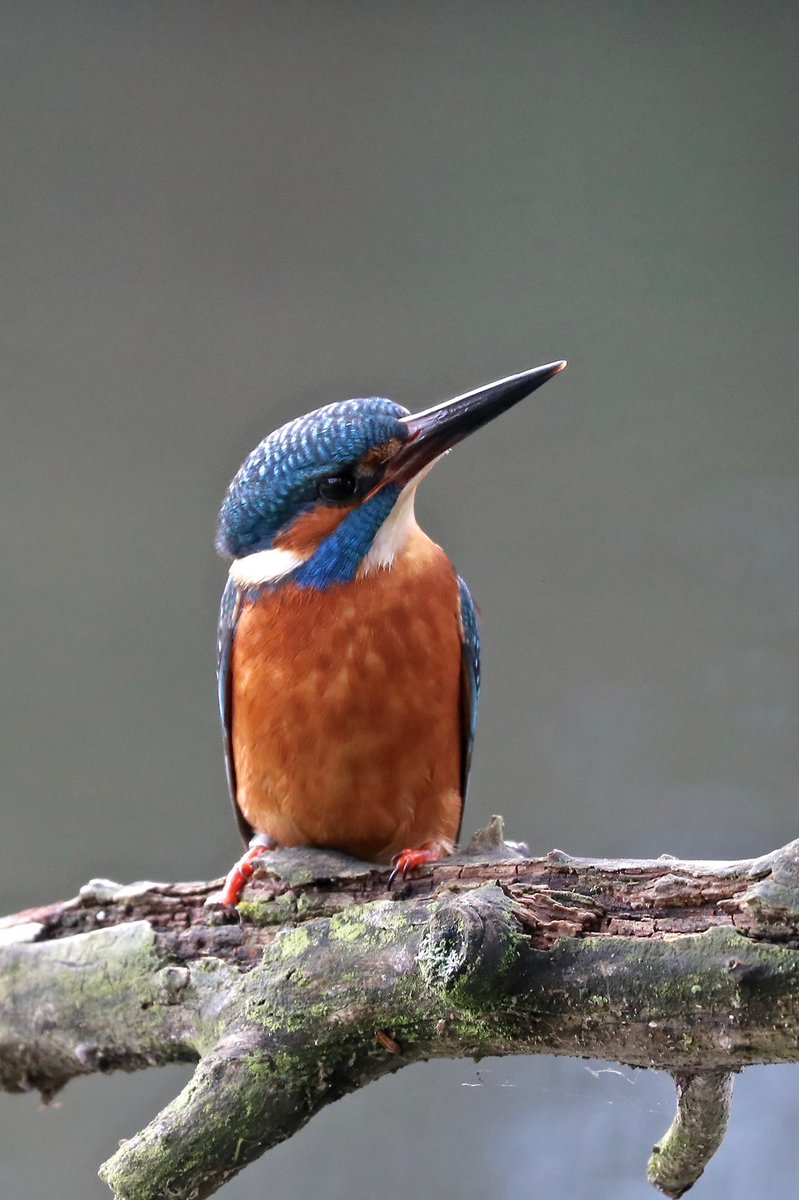 hertskingfisher's tweet photo. Kingfisher https://t.co/W2wb2Brglk