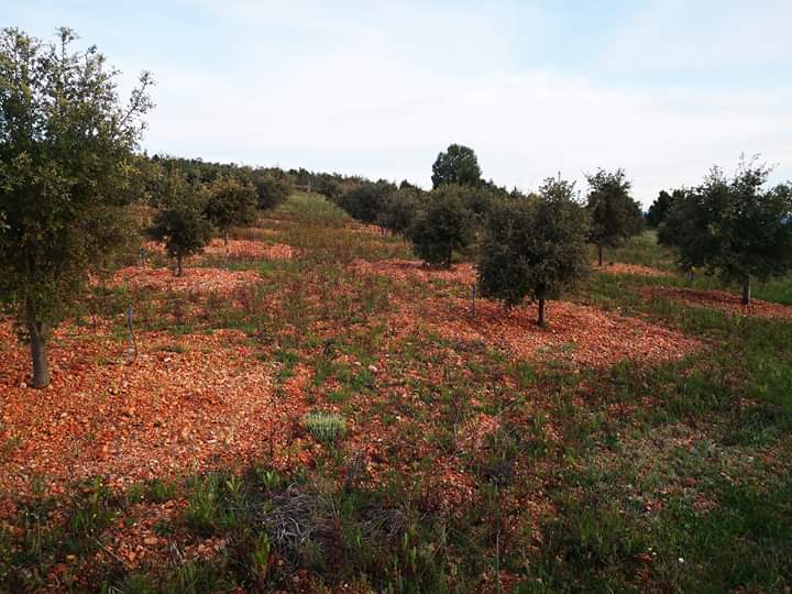 Después de las increíbles lluvias de abril, ¡ya se pueden ver los estupendos quemados que forma Tuber melanosporum! #IDForest #truficultura #truffle