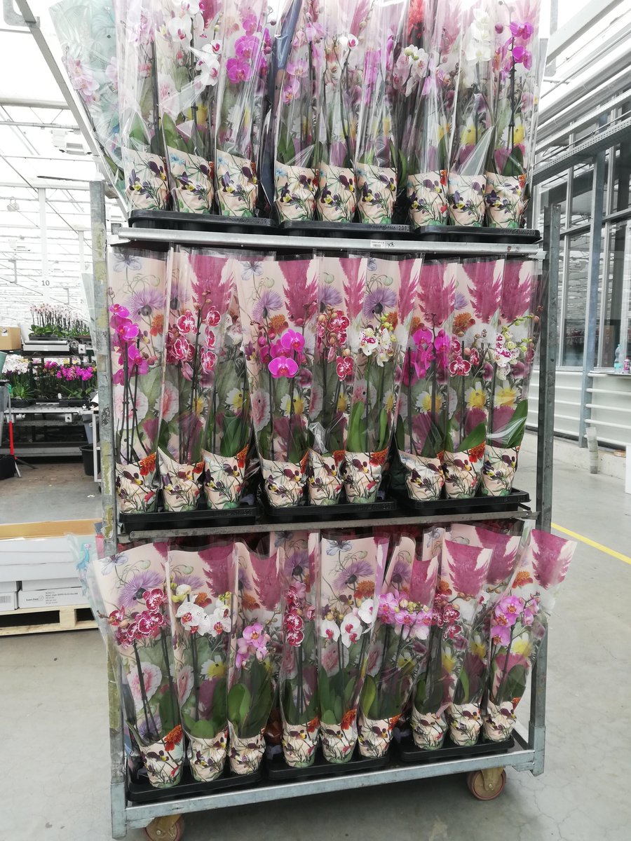 For this order our customer delivered their own sleeves. Aren't they great?
#vrolijk #rijksmuseum #hoogbos #orchids #phalaenopsis #houseplants #color