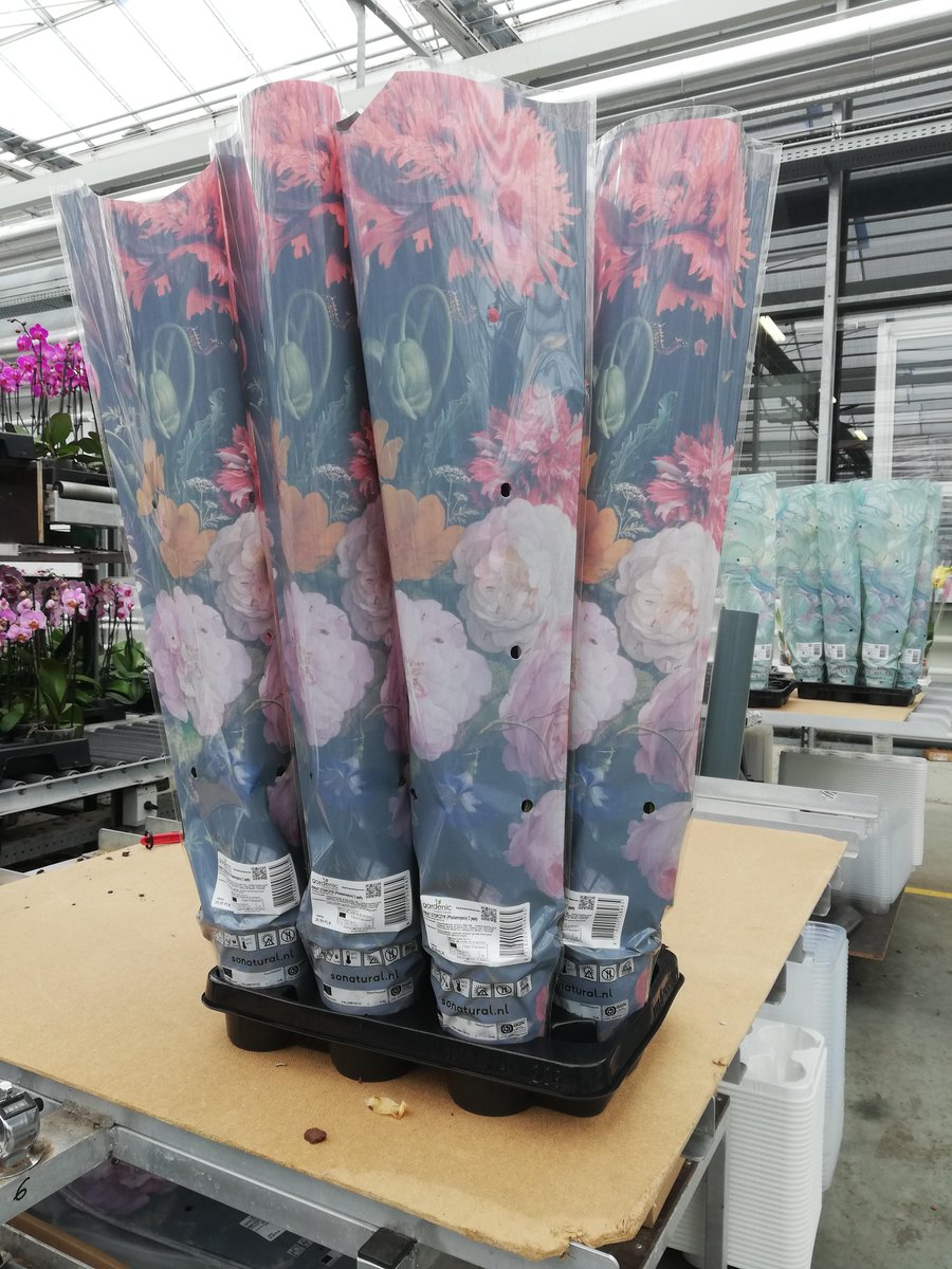HoogBos's tweet photo. For this order our customer delivered their own sleeves. Aren't they great?
#vrolijk #rijksmuseum #hoogbos #orchids #phalaenopsis #houseplants #color https://t.co/h795eQSlXS