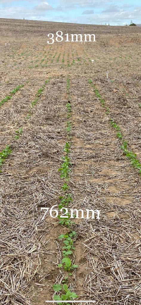 RoryBlok's tweet photo. Plots are up on only 2mm of rain. Precision planting and placement showing it’s worth @Equalizer_SA #earlydays #widevsnarrow https://t.co/zsGJggH1Jj