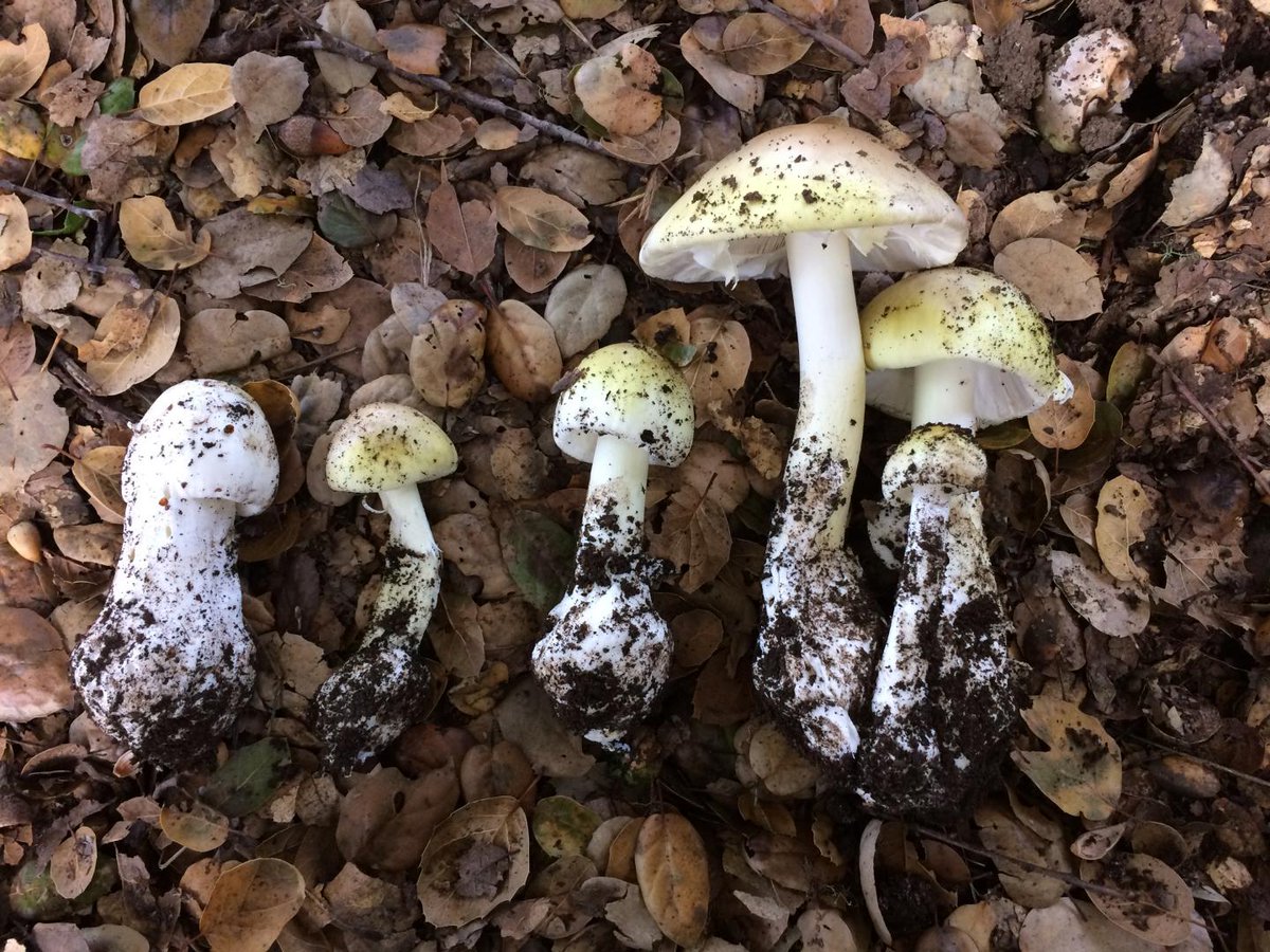 The biggest scam is people telling you because something is 'natural' it has no side effects or can't kill you. All of these poisonous mushrooms are natural.  https://www.britannica.com/list/7-of-the-worlds-most-poisonous-mushrooms