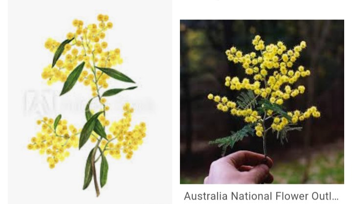 Lee Ann Crowley On Twitter I Do Love The Goldenwattle Acaciapycnantha Australia S National Flower Emblem