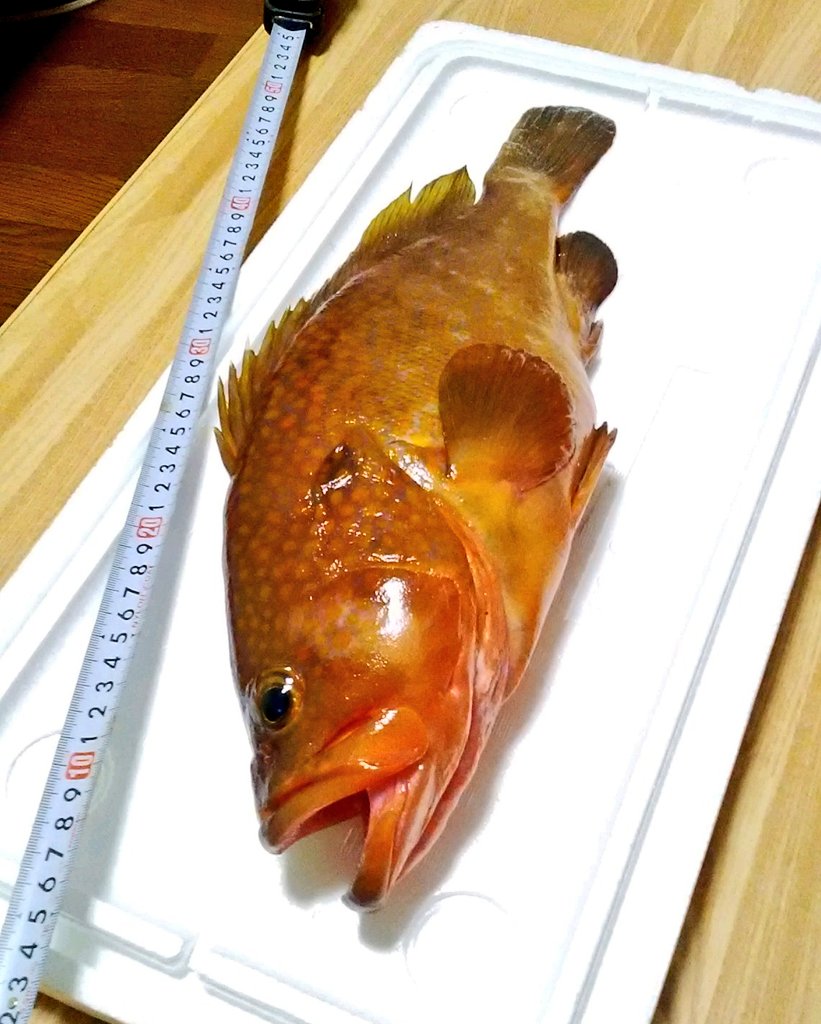 明利英司 寿司好き小説家 בטוויטר 雉子羽太 きじはた の握り寿司 西日本では茂魚 あこう と呼ばれる夏の高級魚 西日本の魚屋さんではたまに見かけるけど 東京だと市場にくらいしかなく幻の魚といわれることもある 味はフグに例えられることが多く 繊細で旨味