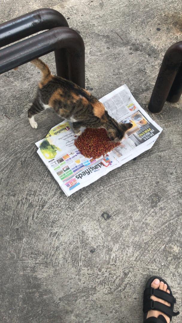 nzainurrasyiffa's tweet photo. Setiap bulan mesti Packing makanan utk kucing&amp;anjing jalanan. Disebabkan PKP ni, gaji tinggal basic jee dah takmampu nak beli banyak utk anak jalanan. Lagi2 takbanyak kedai makan bukak, taktahu lah anak2 ni makan kat mana. Erm kawan2 twitter yang baik hati kalau nak donate, DM ye https://t.co/7xitsuqWnR