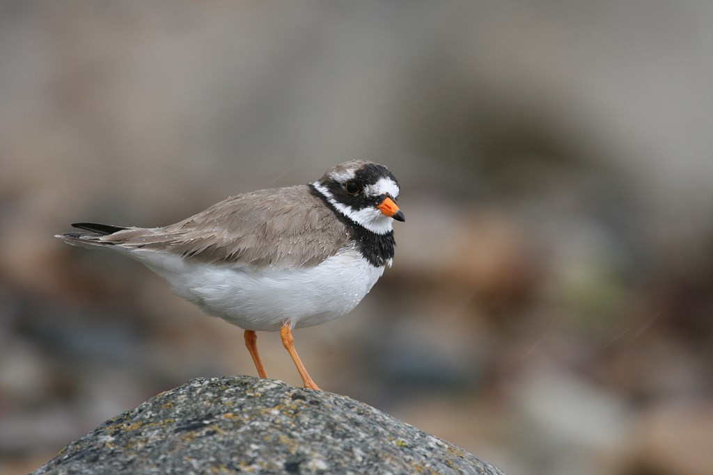 RSPB Scotland is also concerned that levels of monitoring have declined over the same period meaning we don’t always know what condition the protected wildlife is in.