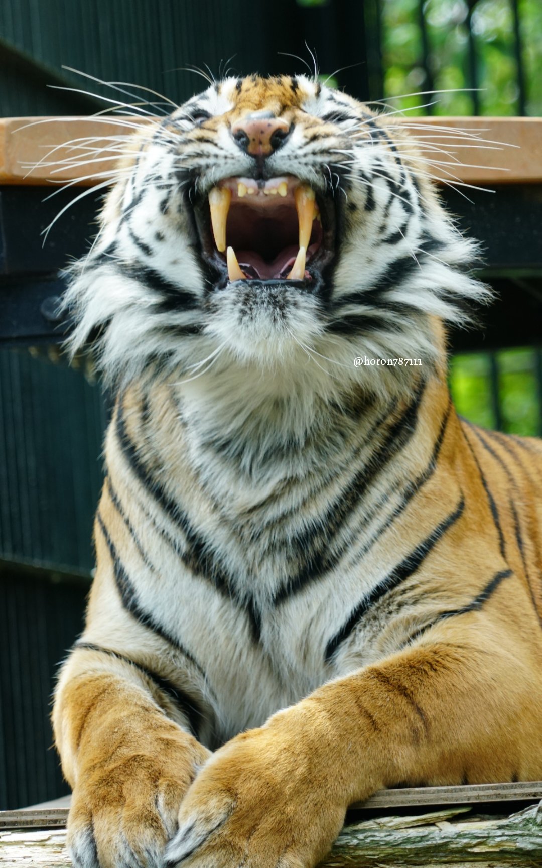 空守ホロン A Twitteren カリちゃんの大あくび スマトラトラ わんぱーくこうち