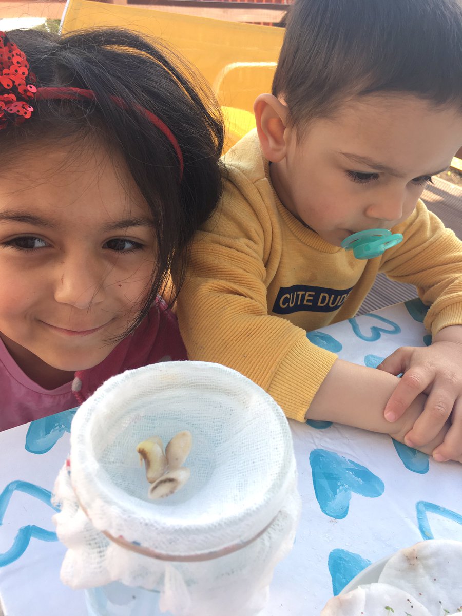 SAnna89a's tweet photo. Jasmine’s experiment is working!! 😊 watercress slowly growing and beans started to drow their first roots 😊 she is checking them everyday such a responsible girl 😘😘😘 @WallacewellPS @sandrajodah https://t.co/2a5qIUHDqo