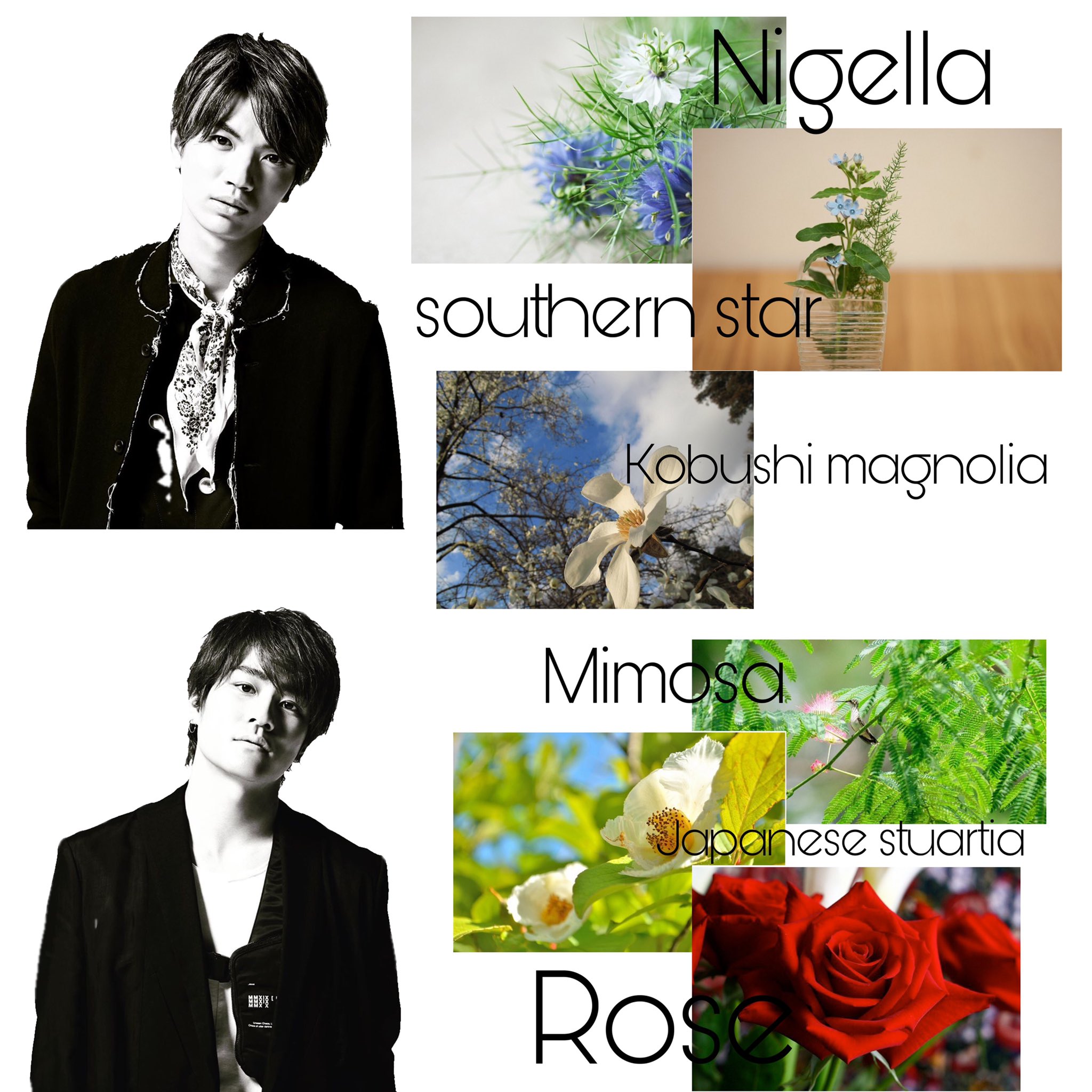 まあ Sixtonesの誕生花 ジェシー アガパンサス 恋の訪れ ラブレター ベニバナ 包容力 京本大我 ラベンダー 沈黙 私に答えてください 期待 不信感 疑惑 田中樹 カーネーション 無垢で深い愛 ヤマボウシ 友情 T Co