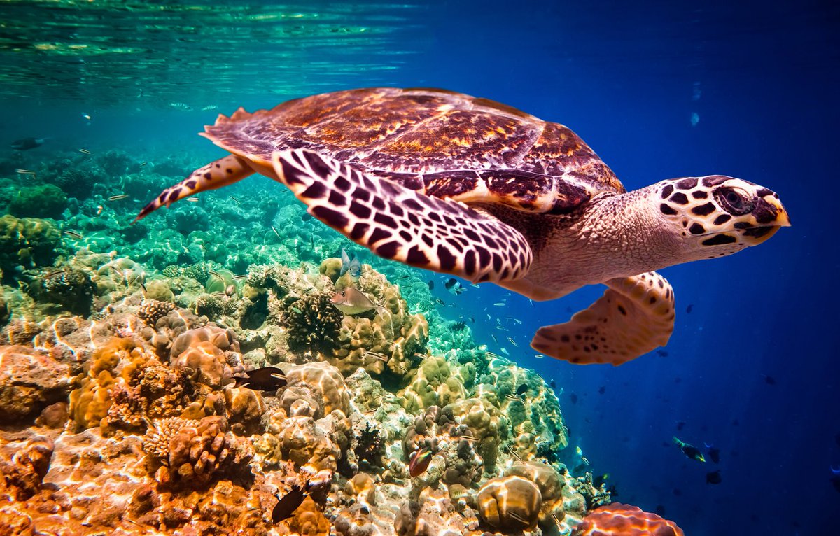 lovetheearther's tweet photo. Which is your favourite marine turtle species? 🐢
#seaturtle #turtles #turtlethursday #marinelife #oceans #protectturtles #greenturtle #loggerhead #leatherback #hawksbill #flatback #ridley #kempsridley #oliveridley #wildlife #beach #babyturtles https://t.co/p4vPhHnKXi