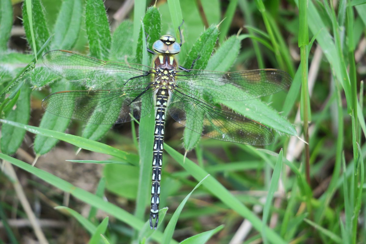 SSDCCountryside's tweet photo. A stunning Hairy Dragonfly at Eastfields LNR near High Ham https://t.co/HezDDlLdkj