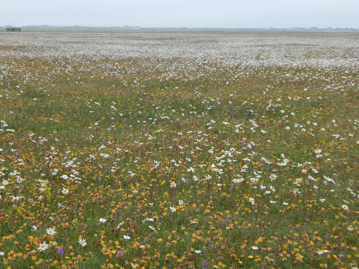 Key sites for nature are protected by law and monitored by the Government’s nature body SNH. There are over 1,800 in Scotland and they are home to our most important wildlife. Recent data released by SNH is worrying.