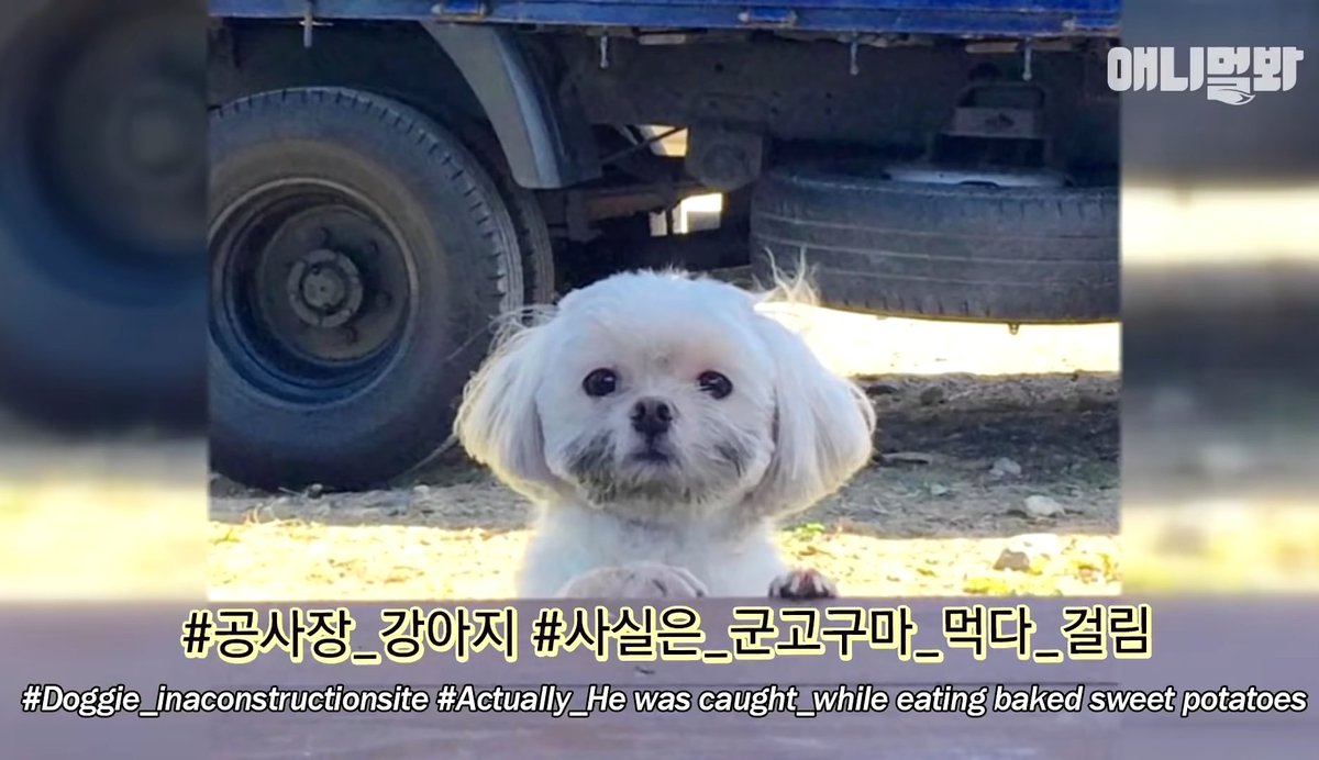 lollypuppyy's tweet photo. ใครจำน้องหมาที่หน้าเปื้อนๆในทวิตได้บ้าง น้องออกรายการ เจ้าของพาไปต่างจังหวัดแล้วชอบไปกินมันที่เขาเผาเอาไว้ก็เลยเป็นแบบนี้ 55555555555555555 https://t.co/CpEQtraRDF