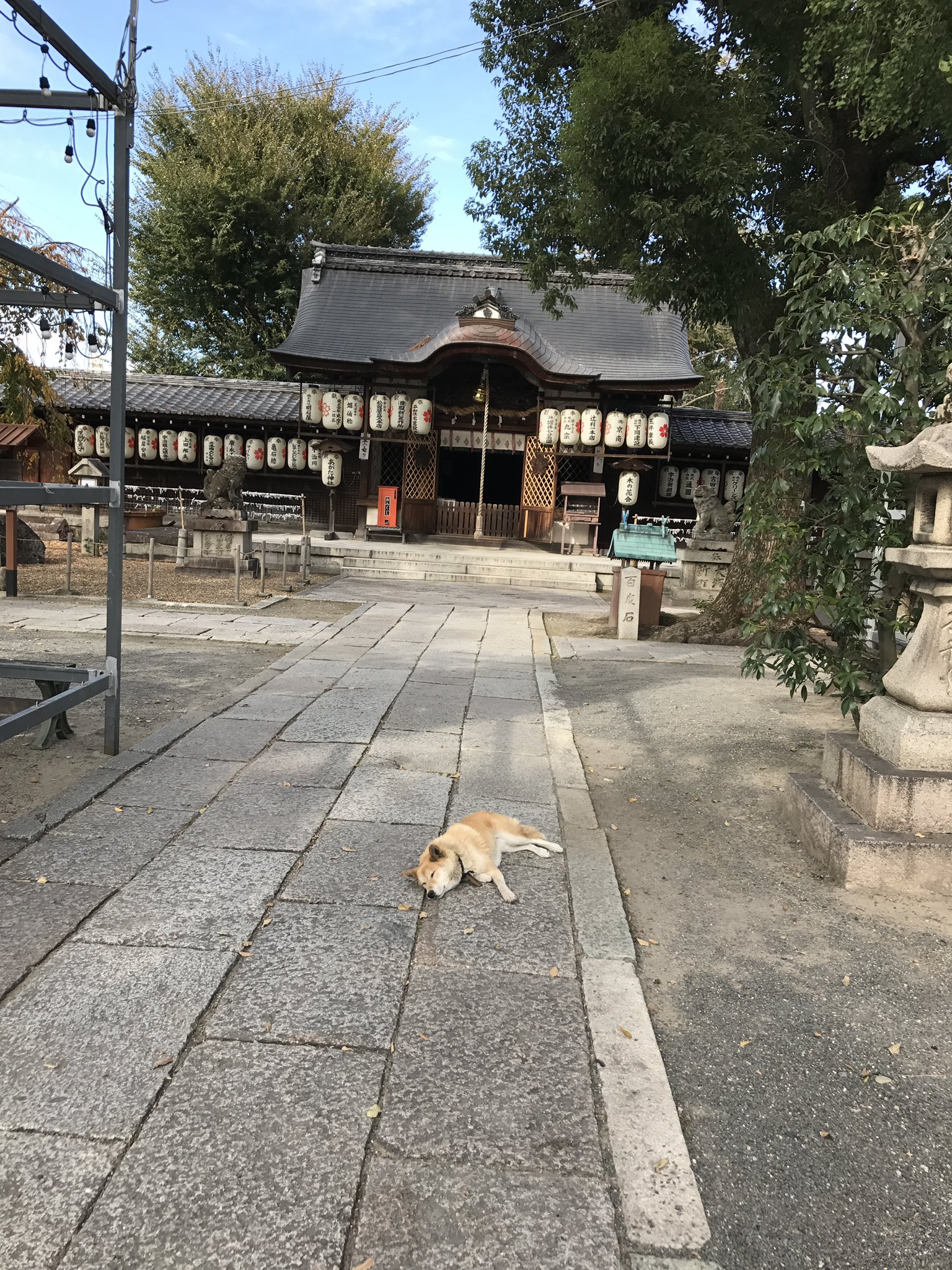 スパーキー على تويتر 日中だいぶ暑いけど あがた神社のペペ元気かなぁ 境内で寝転んだりマイペースに過ごしてる姿に何回も癒されたけど もう老犬さんやから心配やなぁ 久々に会いに行きたいけど あがた神社 宇治 スパーキー على تويتر 日中だいぶ暑いけど あがた神社のペペ元気かなぁ 境内で寝転んだりマイペースに過ごしてる姿に何回も癒されたけど もう老犬さんやから心配やなぁ 久々に会いに行きたいけど あがた神社 宇治