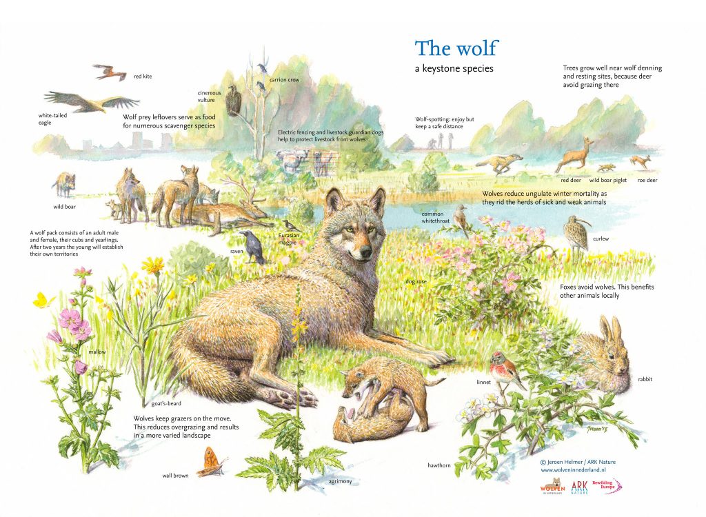 This diagram from  @RewildingEurope shows the crucial benefits for ecosystems that the wolf promotes.