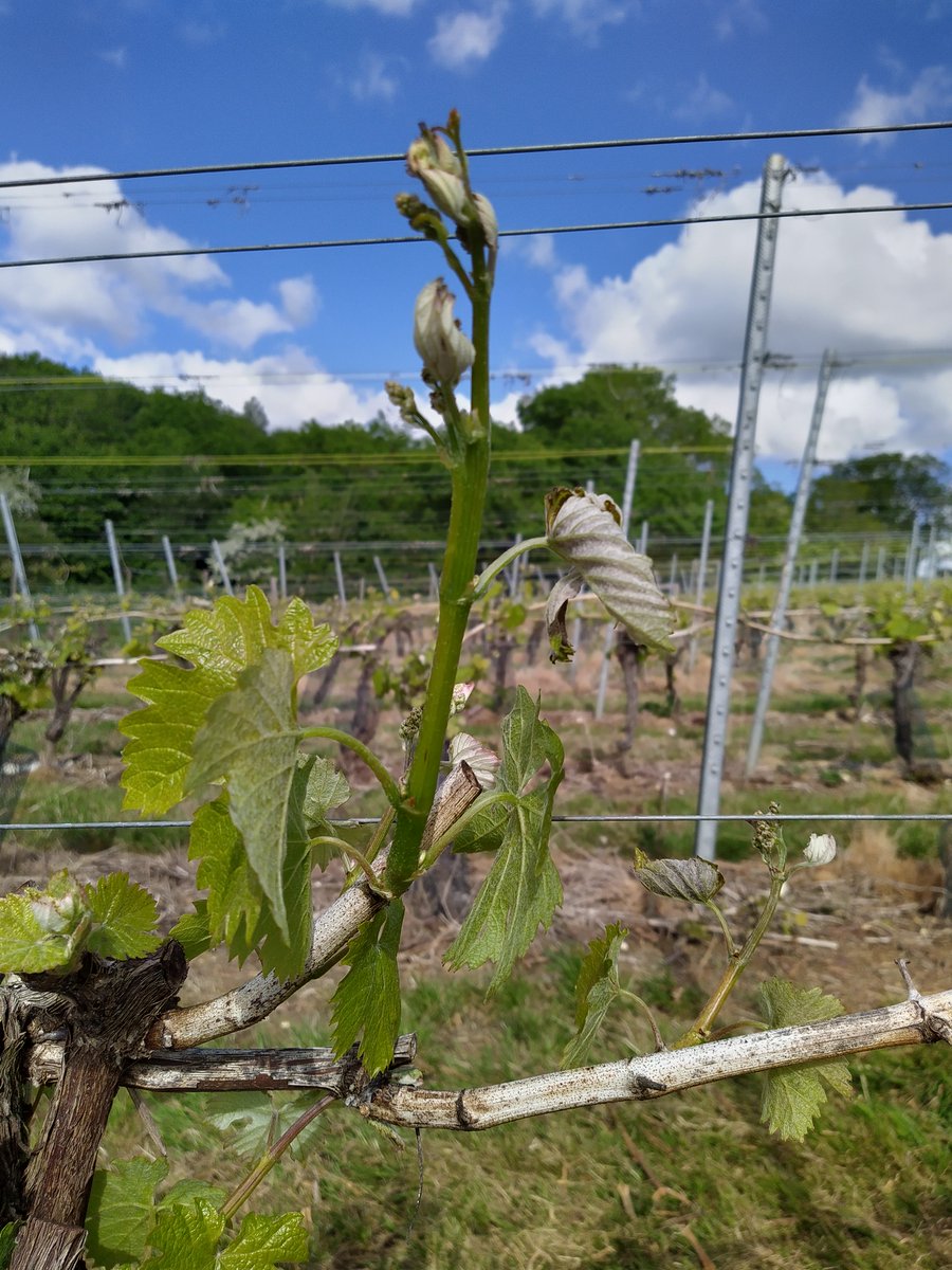 A very little more damage from last nights #frost in the #vineyard. 1st photo Bacchus shoot frosted Tuesday morning, 2nd today (both photos taken this morning)
