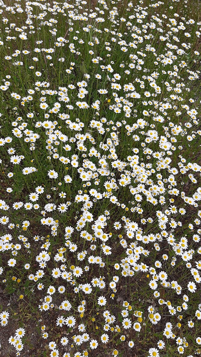 RedHeartAutora's tweet image. Mi jardín está cubierto por un mar de margaritas!! Soy consciente de que debería empezar a pensar en quitarlas, porque luego llega el verano y se ponen fatal, pero es que son TAN BONITAS!! Ains muero de amor!