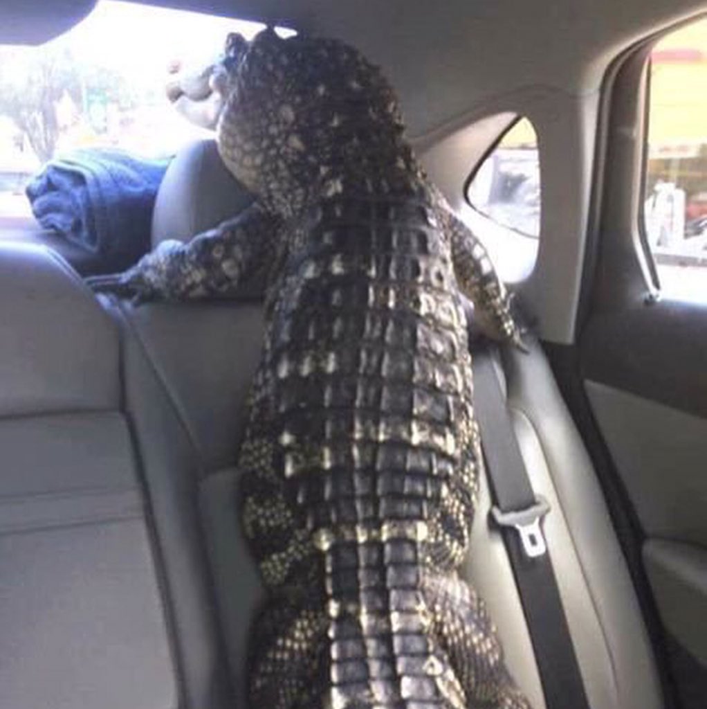 jose manuel ponte el cinturón