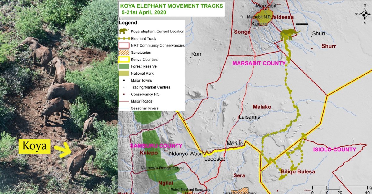 Save the Elephants tweet media