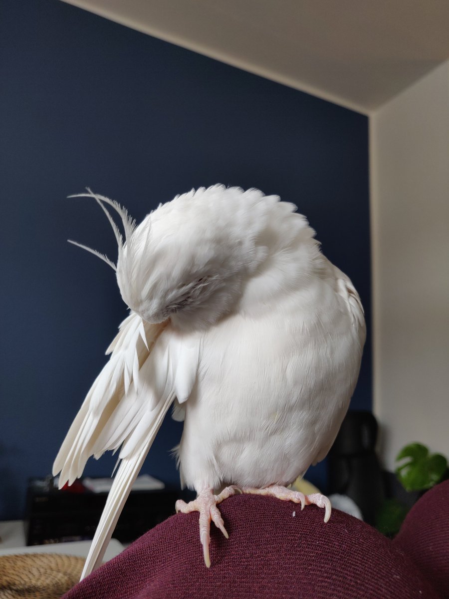 crazybirdperson's tweet photo. Time for preening and cleaning ✨🐦 https://t.co/fWEhDOeP8g
