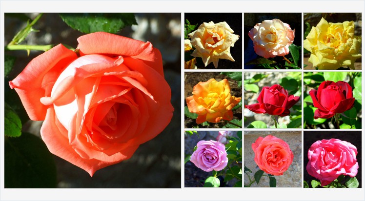 saracom's tweet photo. Julia's Roses (And A Few Irises) Take a minute and enjoy these wonderful blossoms and read a little about the gardener who tends them #roses #flowers #flowegarden #rosegarden
https://t.co/1rDEp9z9KE https://t.co/5IFrIDCCoX