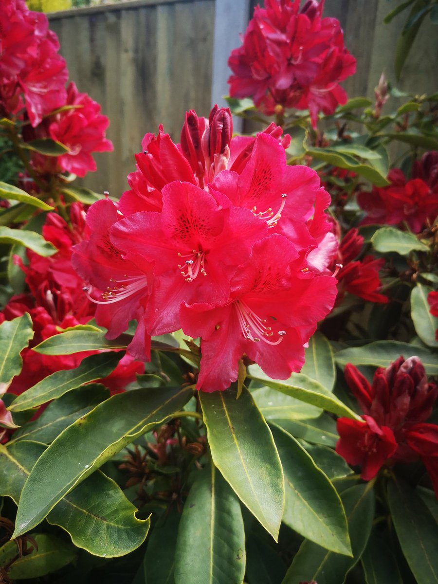 carlac1923's tweet photo. While the world is in crisis u got time to notice the beauty that is around how pretty are my garden flowers 😍😍 https://t.co/PRa1olHGw9